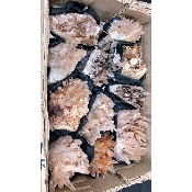 BERGKRISTALL STUFE 11 Stück