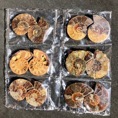 AMMONIT Box von 6 Paare