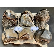 SEPTARIE EI  Box von 1150g