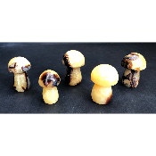SEPTARIE PILZ  5 Stück