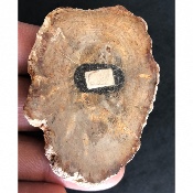 MAGNETISCHES VERSTEINERTES HOLZ  5 Stück