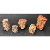 VERSTEINERTER BAUM Lot von 420g