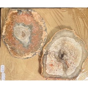 VERSTEINERTER BAUM SHEIBE zwei polierte Seite 1500g