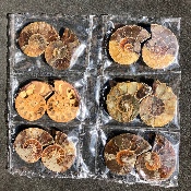 AMMONIT Box von 6 Paare