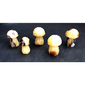 SEPTARIE PILZ  5 Stück
