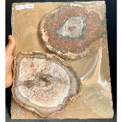 VERSTEINERTER BAUM SHEIBE zwei polierte Seite 1500g
