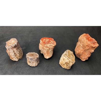VERSTEINERTER BAUM Lot von 420g
