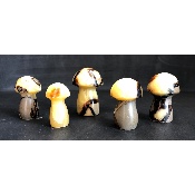SEPTARIE PILZ  5 Stück