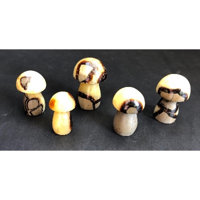 SEPTARIE PILZ  5 Stück
