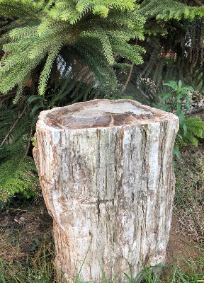 Großhandel Fossilien und Rohe Mineralien