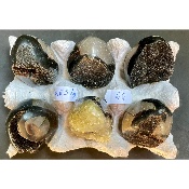 SEPTARIE EI  Box von 6 Stück