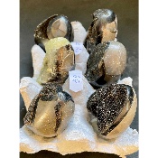 SEPTARIE EI  Box von 6 Stück