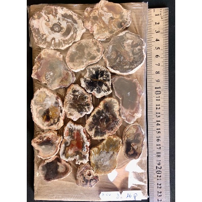 VERSTEINERTER BAUM SCHEIBE zwei POLIERTE SEITE Paket 500g