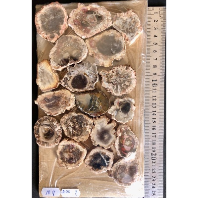 VERSTEINERTER BAUM SCHEIBE zwei POLIERTE SEITE Paket 500g