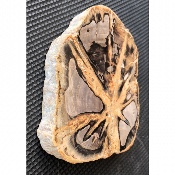 VERSTEINERTES HOLZ SCHEIBE 185 g