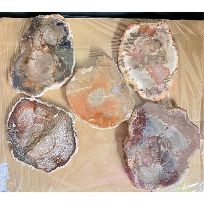 VERSTEIERTER BAUM SCHEIBE zwei POLIERTE SEITEN 1,5 kg