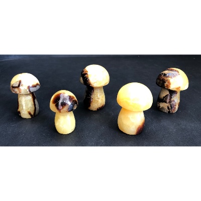 SEPTARIE PILZ  5 Stück