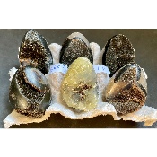 SEPTARIE EI  Box von 6 Stück