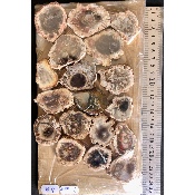 VERSTEINERTER BAUM SCHEIBE zwei POLIERTE SEITE Paket 500g