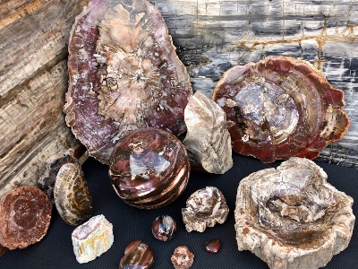 FOSSILIEN: Versteinertes Holz, Ammonit, Septarie