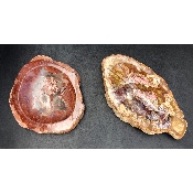 VERSTEINERTES HOLZ ASCHENBECHER Lot von 2,33 Kg