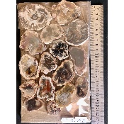 VERSTEINERTER BAUM SCHEIBE zwei POLIERTE SEITE Paket 500g