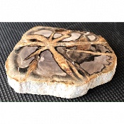 VERSTEINERTES HOLZ SCHEIBE 185 g