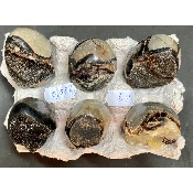 SEPTARIE EI  Box von 580g