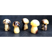 SEPTARIE PILZ  5 Stück