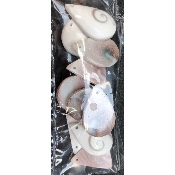 ST LUCIA (MUSCHEL) ANHÄNGER Tüte von 10 Stück