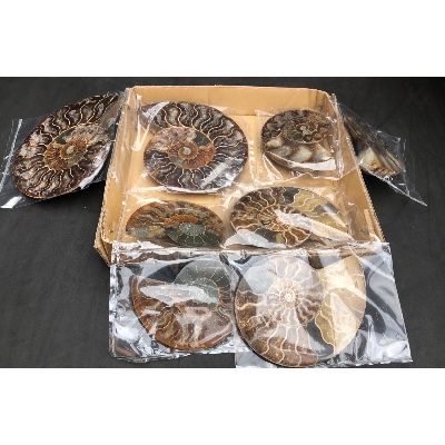 AMMONIT  Box von 1460 g / 4 Paare