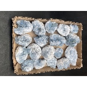 COELESTIN Box von 17 Stück