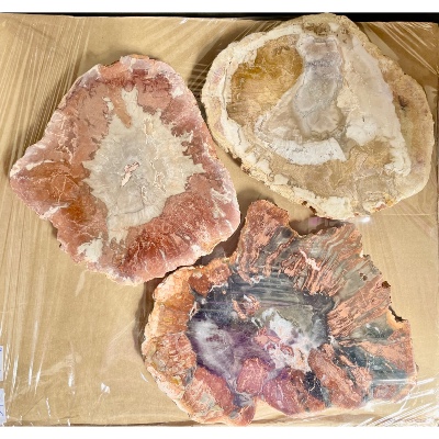 VERSTEINERTER BAUM SCHEIBE zwei polierte Seiten 1500 g