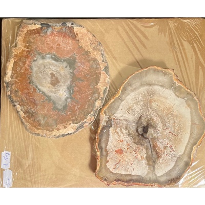 VERSTEINERTER BAUM SHEIBE zwei polierte Seite 1500g
