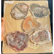 VERSTEIERTER BAUM SCHEIBE zwei POLIERTE SEITEN 1,5 kg